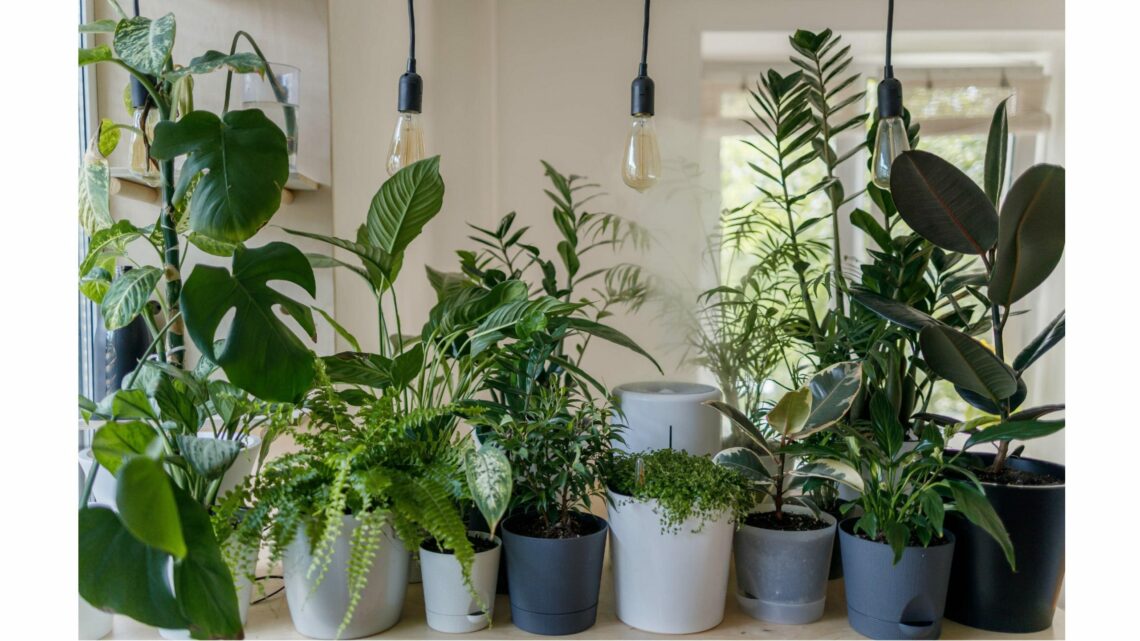 Plantes Dint Rieur Qui Nettoient Lair Et Qui Sont Quasi Increvables