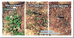 D Sherbants Faits Maison Que Toutes Les Mauvaises Herbes D Testent