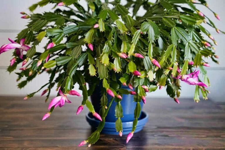 Les cactus de Noël Comment les faire pousser et entretenir — free download